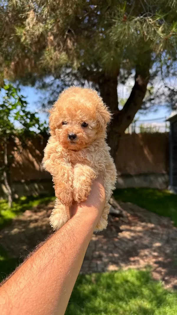 Aprikot Toy Poodle Yavrumuz