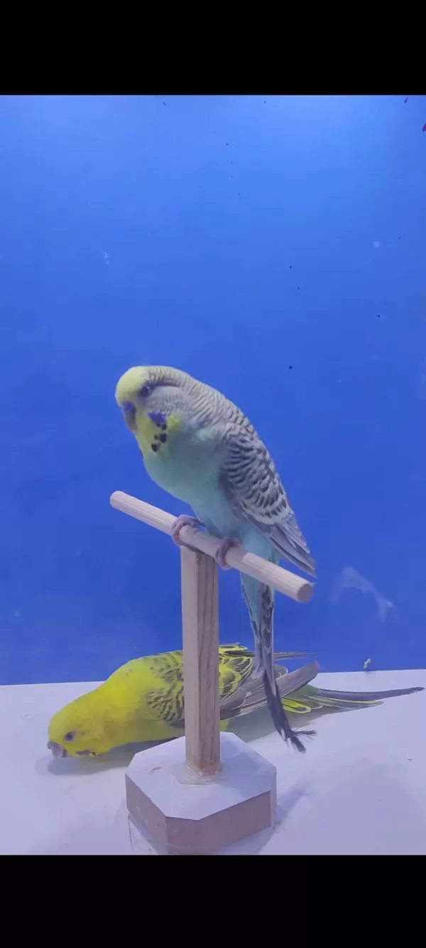 3 Takim Yeni Eşleme Genç Takim Kuşlar