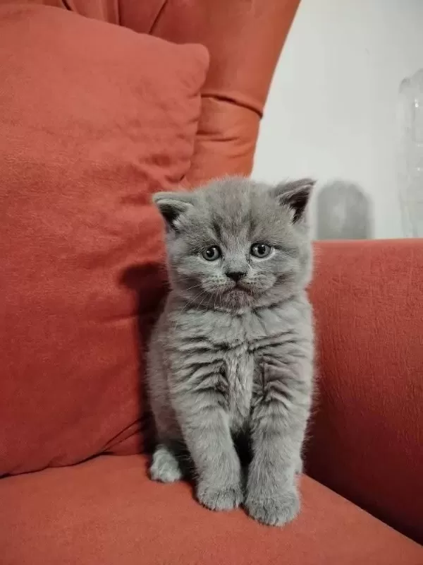 British Shorthair Yavrularımız