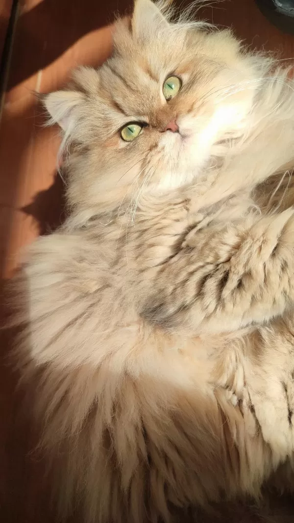11 Aylık Golden Dişi British Longhair