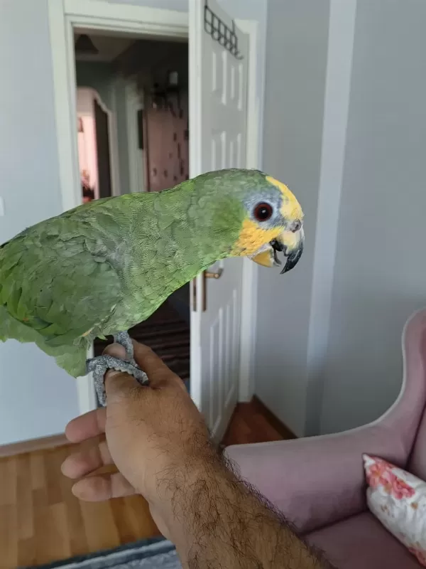Yavru Amazon Papağanı Sarı Alın