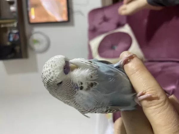 Sağlıklı Muhabbet Kuşu