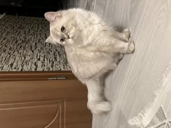 45 Günlük Erkek Yavru British Shorthair