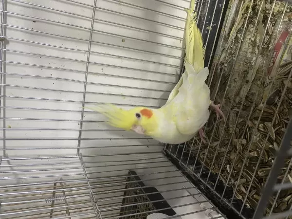Lutino Sultan Papağanı