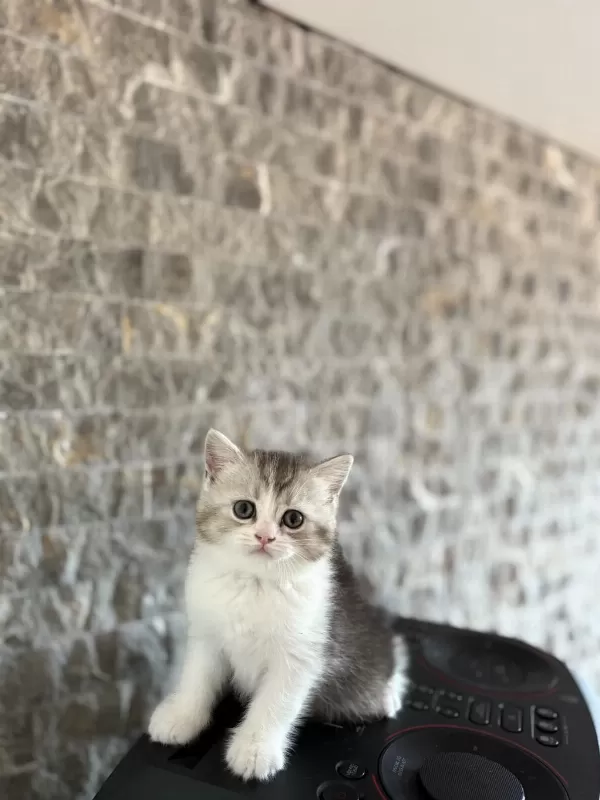 Bebek Yüz British Shorthair Yavrular