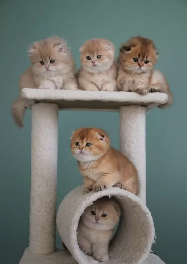 Scottish Fold Yavrularımız Evinizin Neşesi Olacaktır