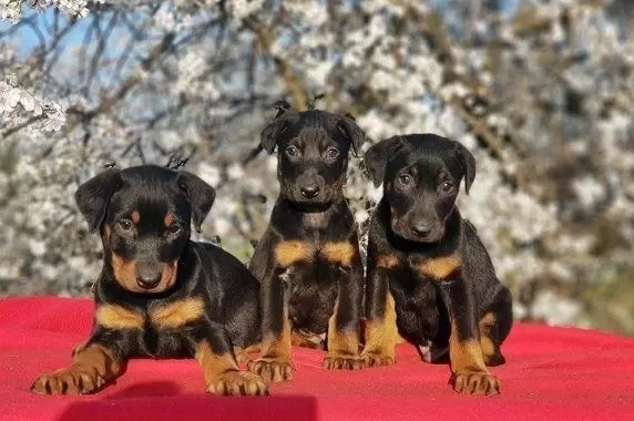 Elit Patiler Farkıyla Doberman Yavrular