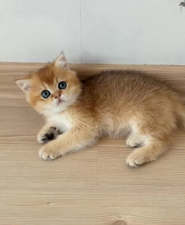 British Shorthair Erkek Yavru Teslime Hazır
