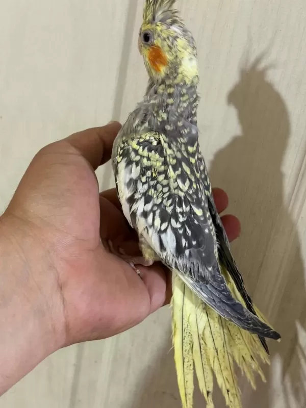 52 Günlük Ful Evcil Kusursuz Bebek Sultan