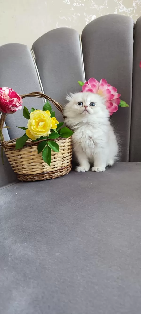 Scottish Fold Yavrumuz