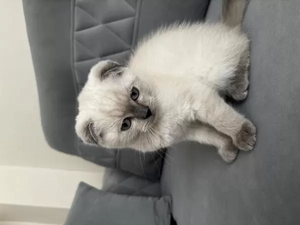 Scottish Fold Blue Point 3 Aylık Kedimiz