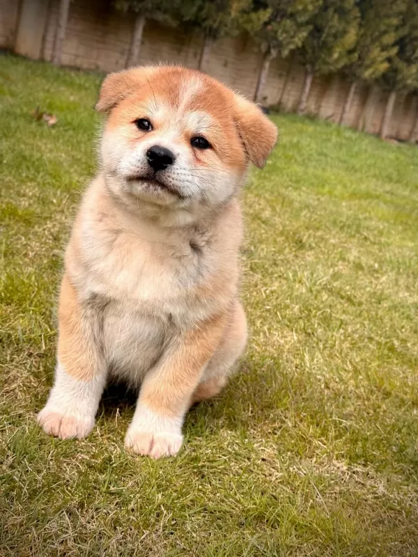Japon Akita Yavruları Sağlık Ve İrk Garantili