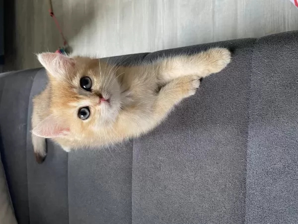Ny12 Dişi British Shorthair Bebekler