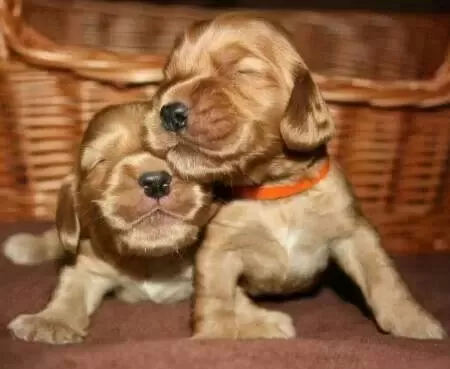 Amerikan Cocker Köpeklerimiz Gelip Görerek Alabilirsiniz