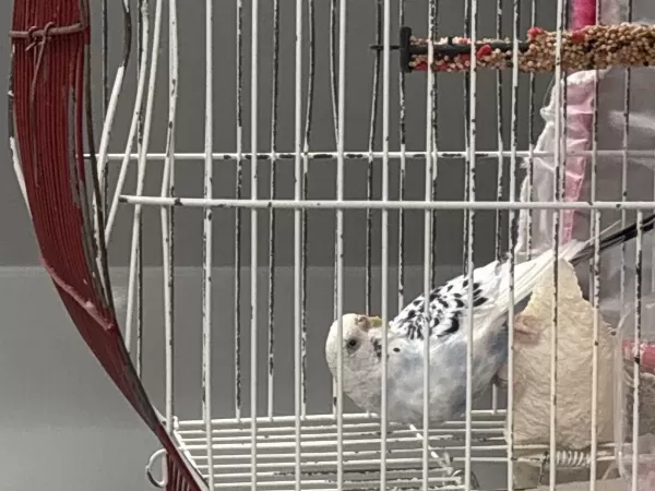 Sağlıklı Muhabbet Kuşu Erkek
