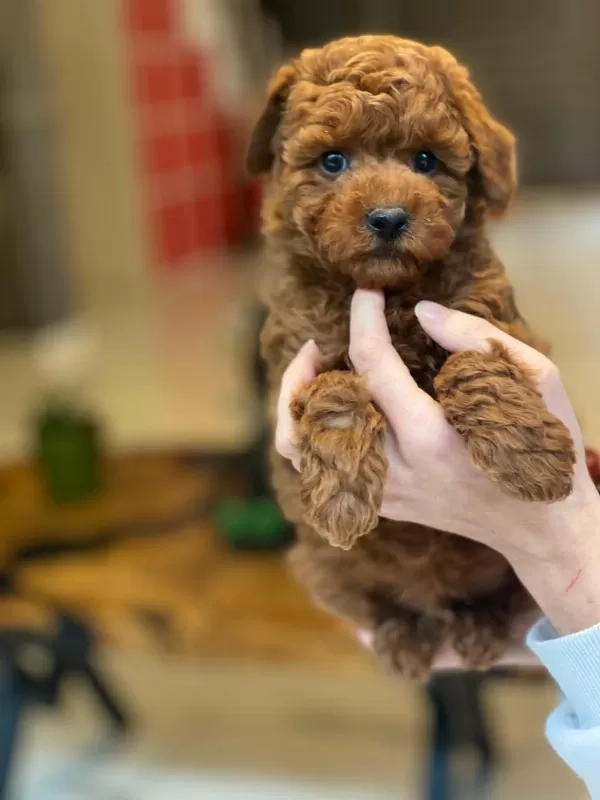 Eğitilebilir Toy Poodle Yavruları İle Evinize Neşe Katın