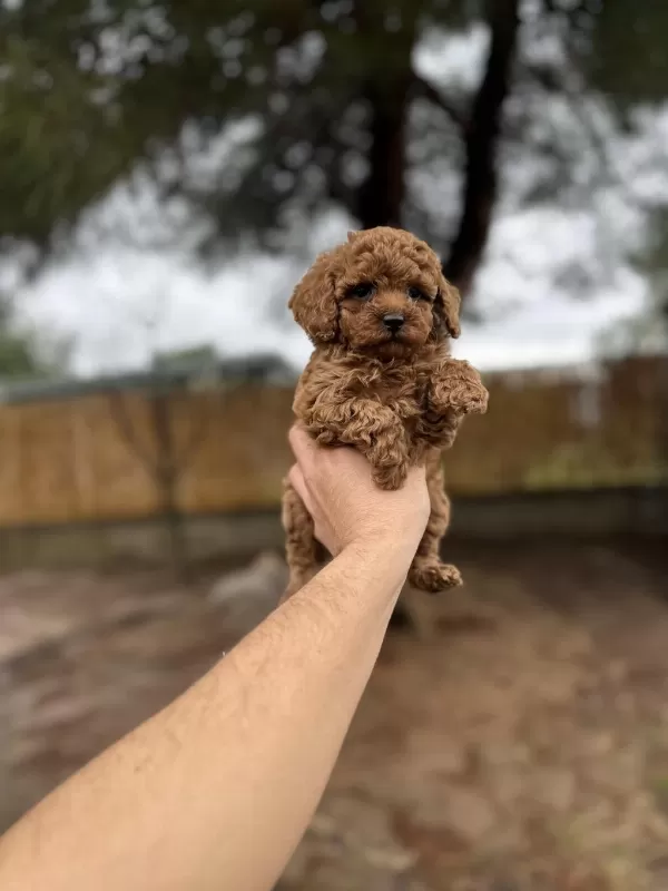 Red Poodle Yavrularımız