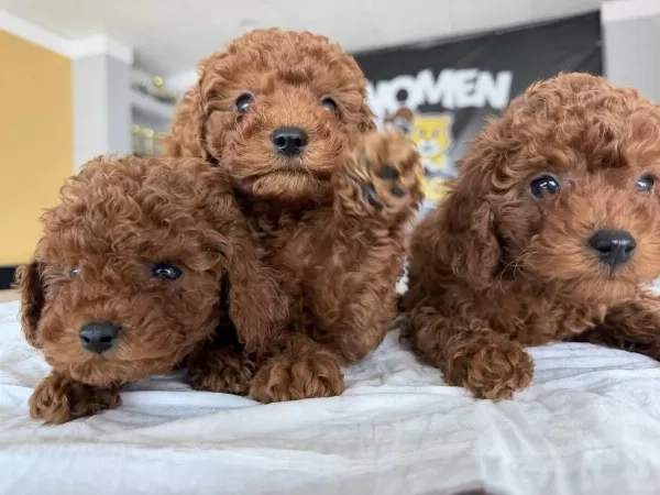 Renk Renk Orjinal Toy Poodle Yavrularımız Güncel Ankara