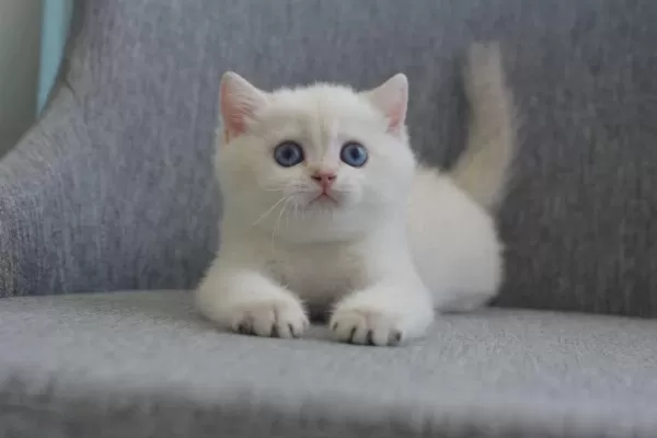 Erkek Golden Point British Shorthair
