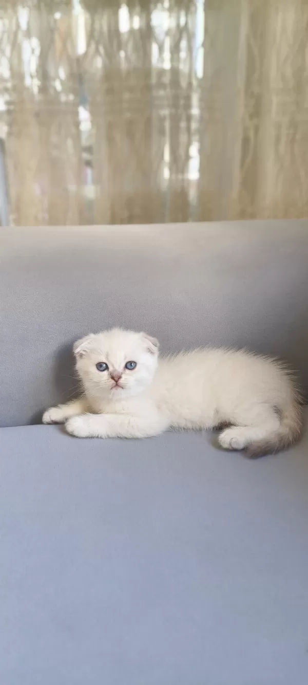 Güzel Scottish Fold Kızımız Yeni Ailesini Bekliyor