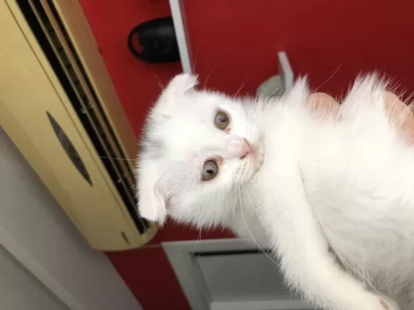 Scottish Fold Yavrularımıza Yeni Yuvalarını Arıyoruz