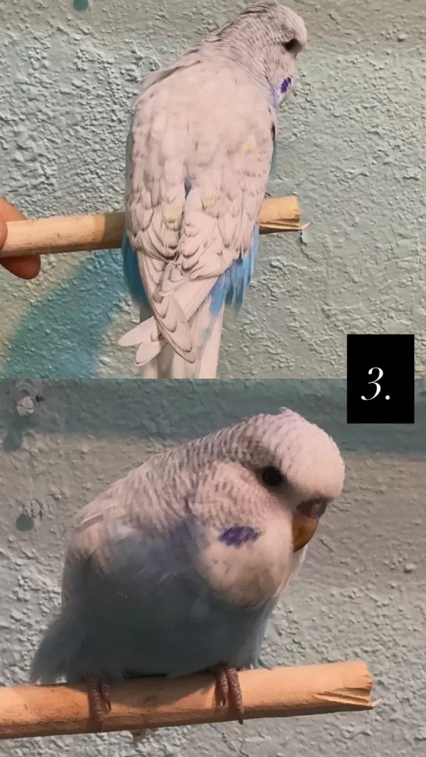 35 Günlük Ele Aliştirmalik Jumbo Kuşlar