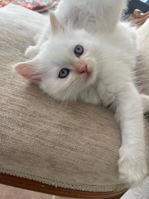 British Shorthair Yavrularımıza Ömürlük Yuva Arıyorum