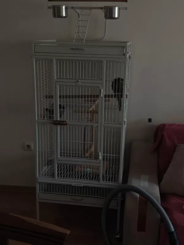Kafes İle Beraber Satılık Eğitimli Monk Papağanı