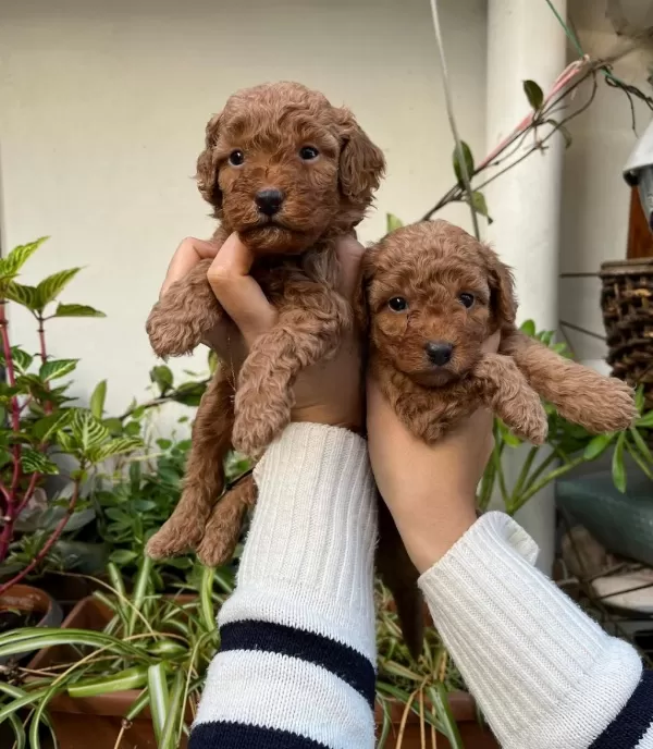 Mükemmel Kalitede Toy Poodle Minnoşlar