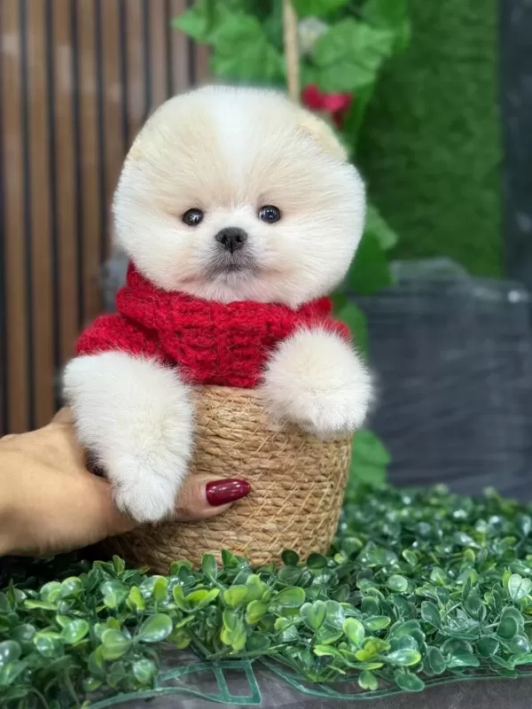 Ayı Surat Boo Yavruları