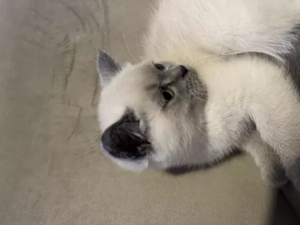 Blue Point British Shorthair Bebekler