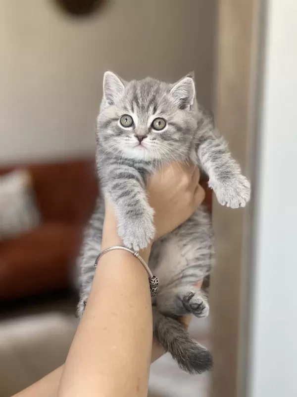 Ayi Surat British Shorthair Yavrum