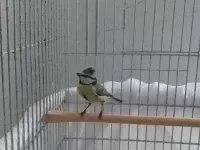 Mavi Baştankara Erkek