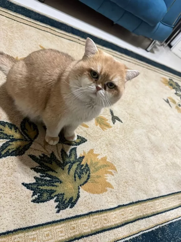 Premium Kalite Golden British Shorthair