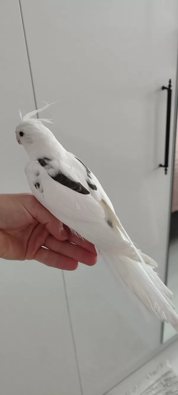 Harika Sultan Papağanımız