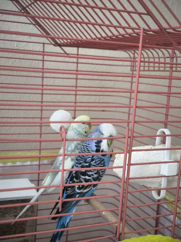 1 Çift Ve 1 Tane Yerli Muhabbet Kuşu