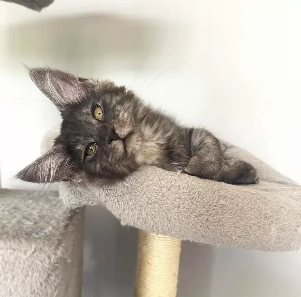 Wcf Üyesi Grand Design Catteryden Black Smoke Maine Coon