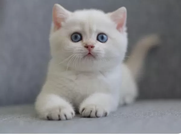 Erkek Golden British Shorthair