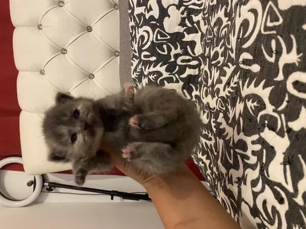 Kendi Kedimin Bebekleri Rezerve İçin Açık