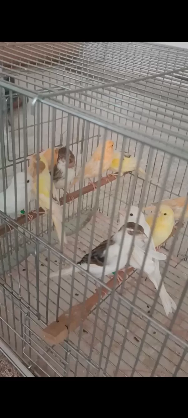Kanarya Sarı Beyaz Harlikuin Parçali Kanaryalar