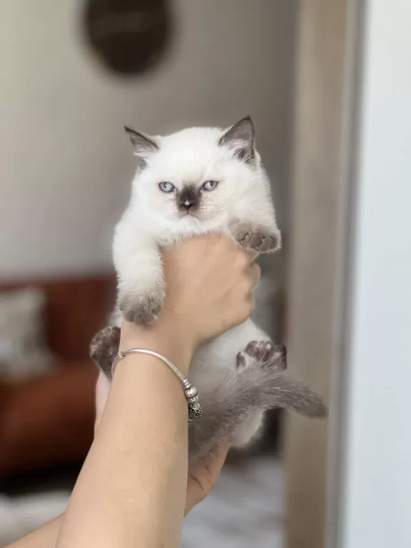 Güzel Surat British Shorthair Red Point
