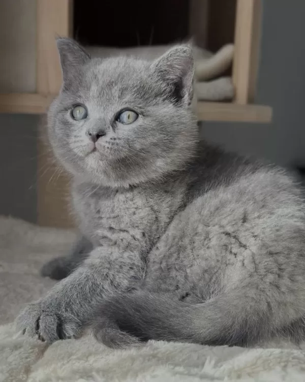 British Shorthair Gri Yavrularim