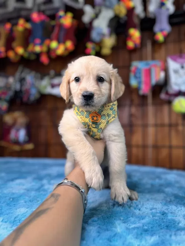 Her Eve Uygun Golden Retriever Bebekler