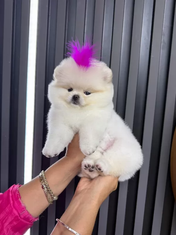 Orjinal Pomeranian Boo Ayı Surat