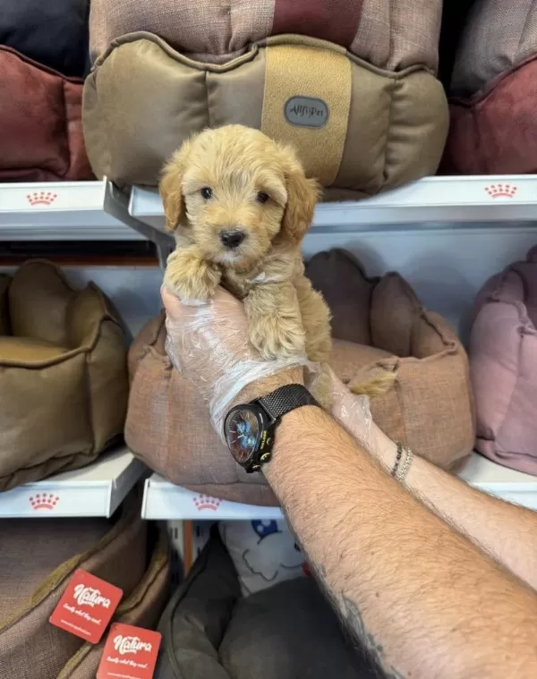 Maltipoo Babyface Yavrularımız