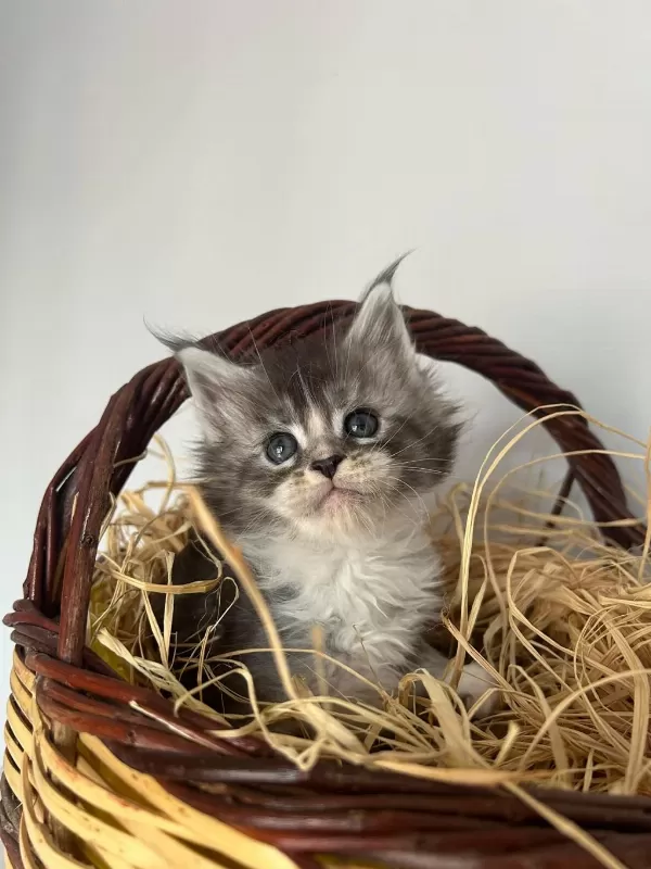 Sağlik Ve İrk Garantili Minik Maine Coon Devler