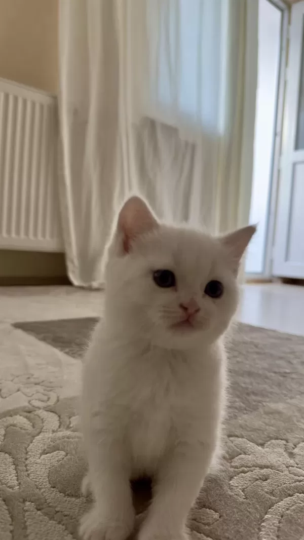 British Shorthair Beyaz Yavrular