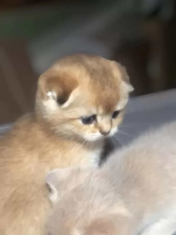 Üst Düzey Scottish Fold Yavrular