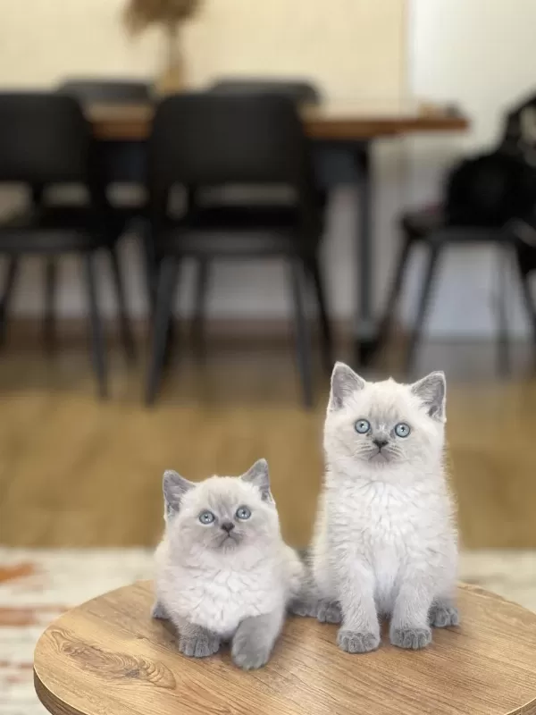 Hemen Teslim British Shorthair Blue Point Yavrum