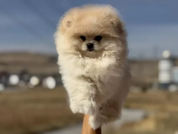 Petmode Köpek Çiftliğinden Teddy Face Pomeranian